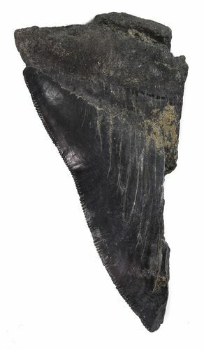 Partial, Serrated Megalodon Tooth - Georgia #48921